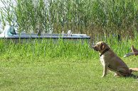 Pies trawa przyroda